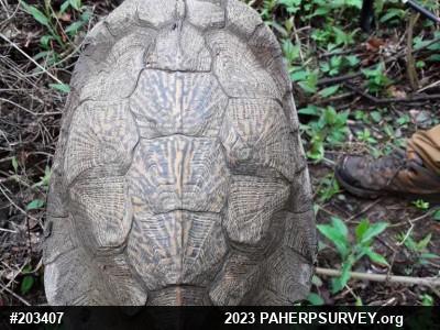 Wood Turtle