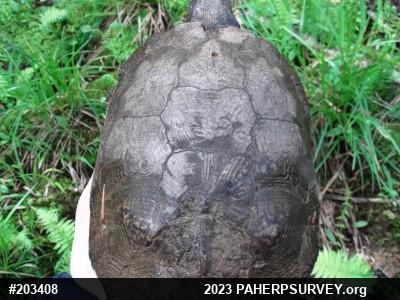 Wood Turtle