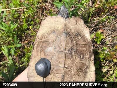 Wood Turtle