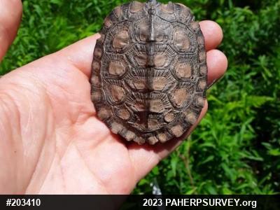Wood Turtle