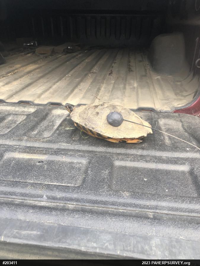Wood Turtle
