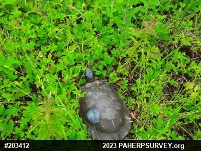 Wood Turtle