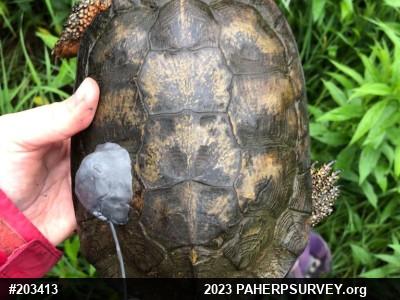 Wood Turtle