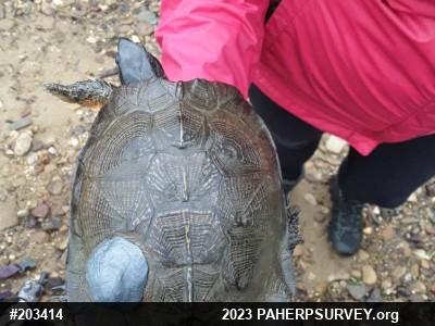 Wood Turtle