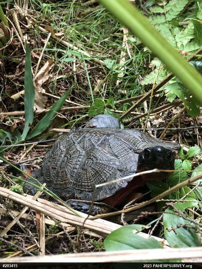 Wood Turtle