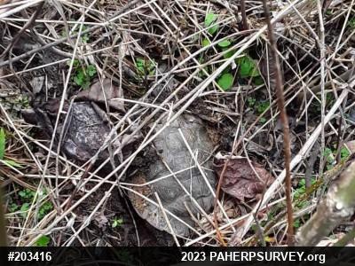 Wood Turtle