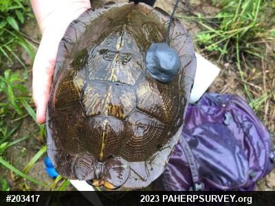 Wood Turtle