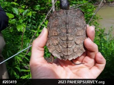 Wood Turtle