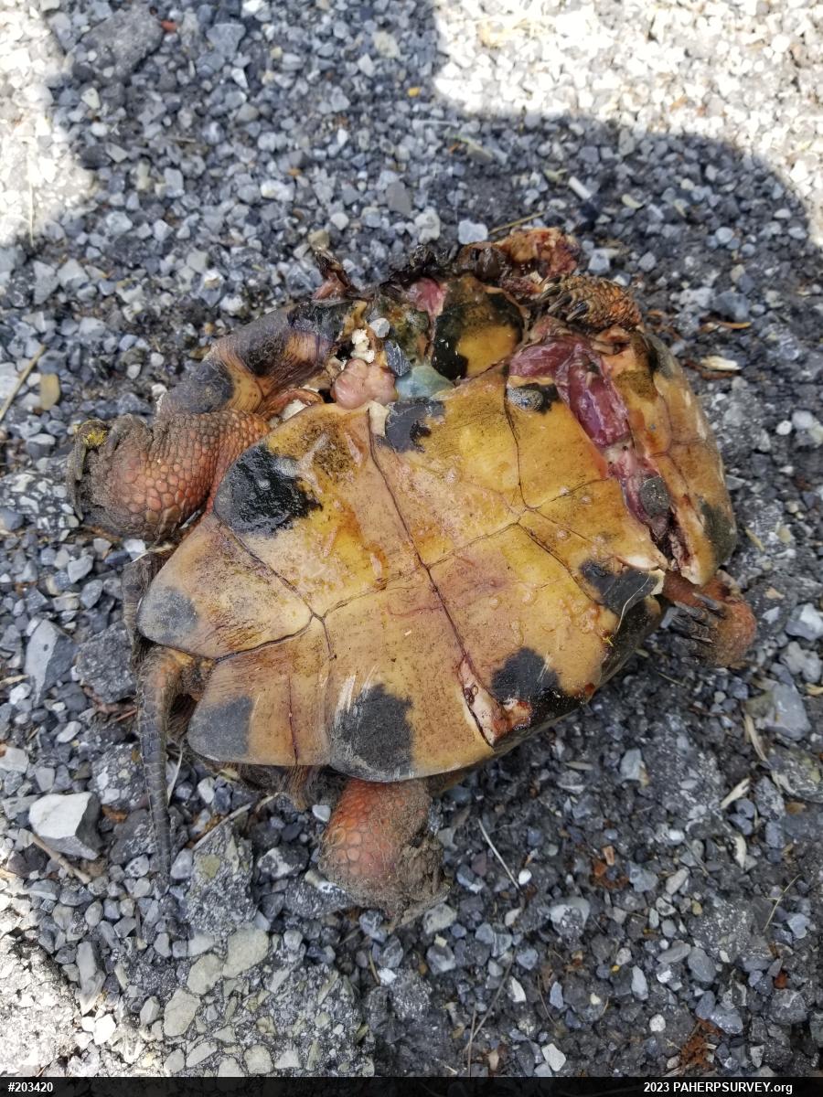 Wood Turtle