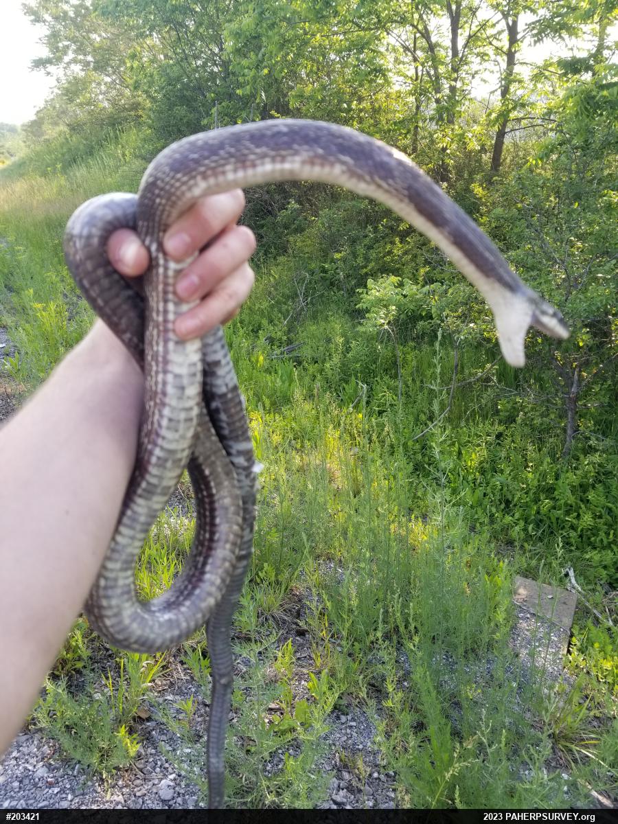 Eastern Ratsnake