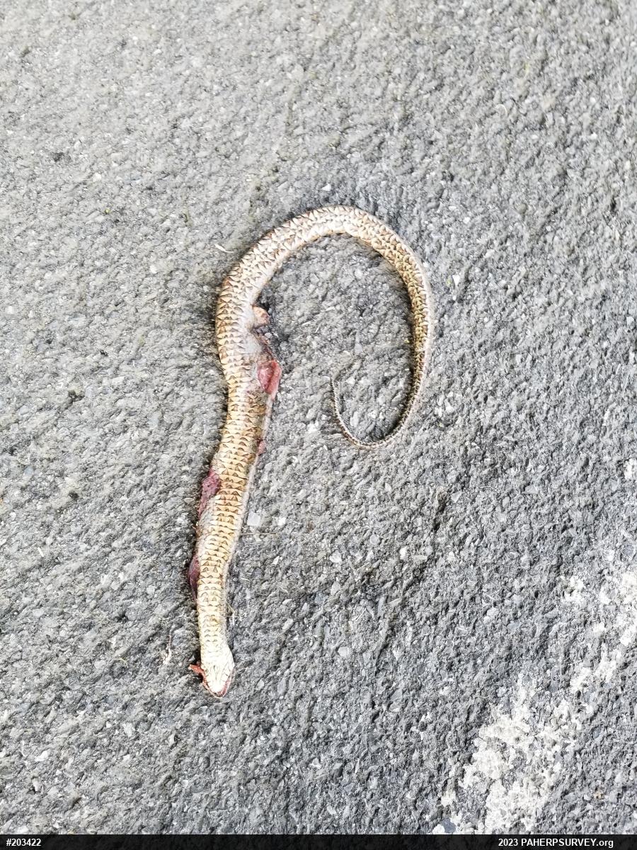 Northern Watersnake