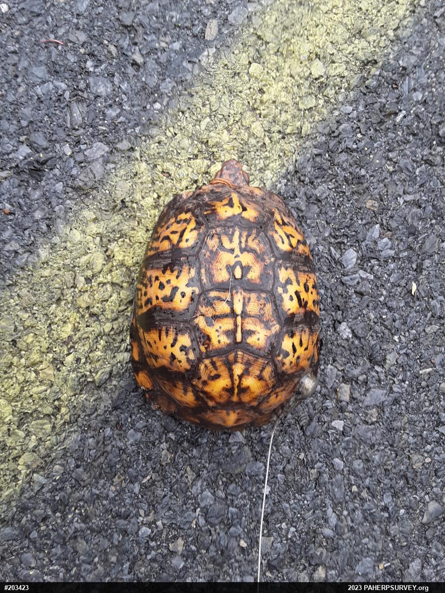 Eastern Box Turtle