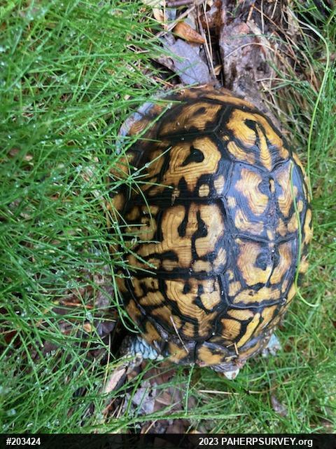 Eastern Box Turtle