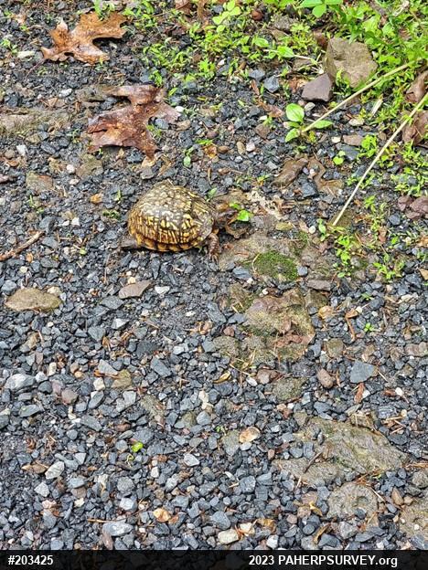 Eastern Box Turtle