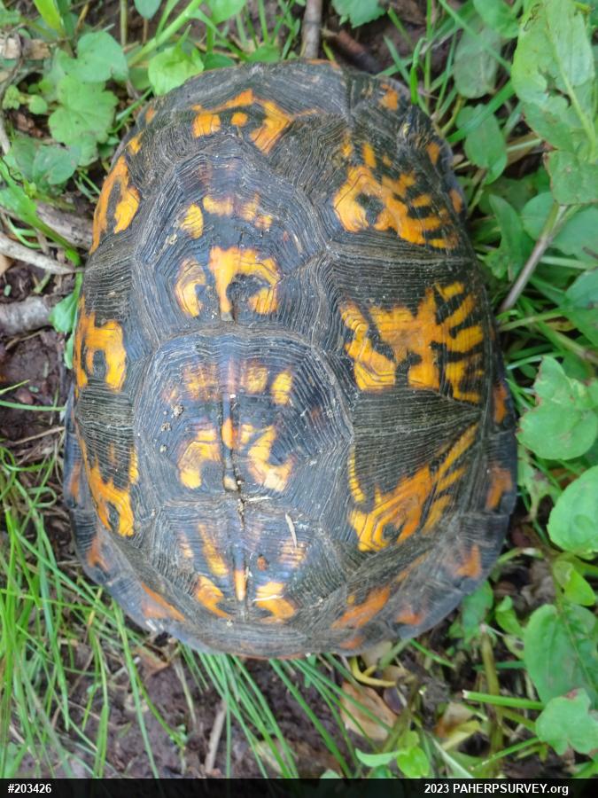 Eastern Box Turtle