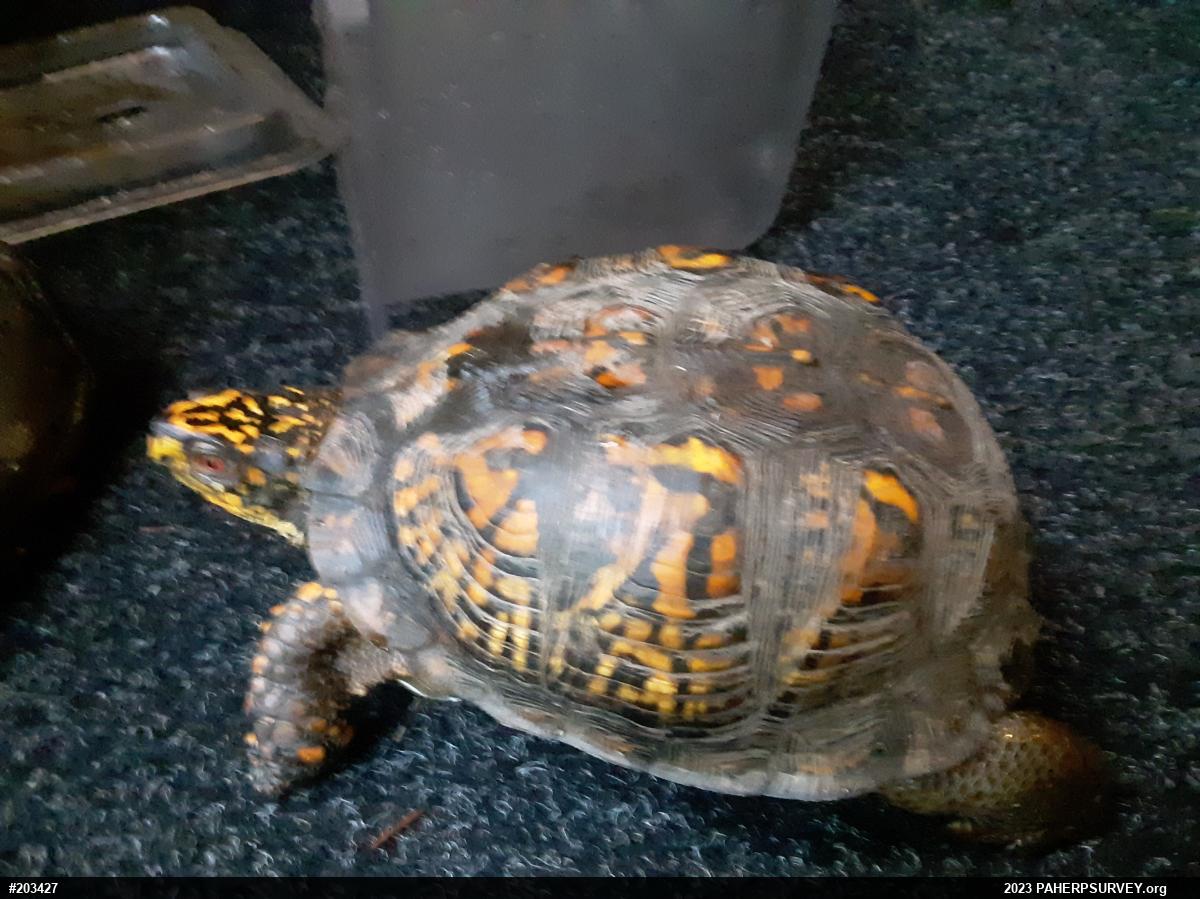 Eastern Box Turtle