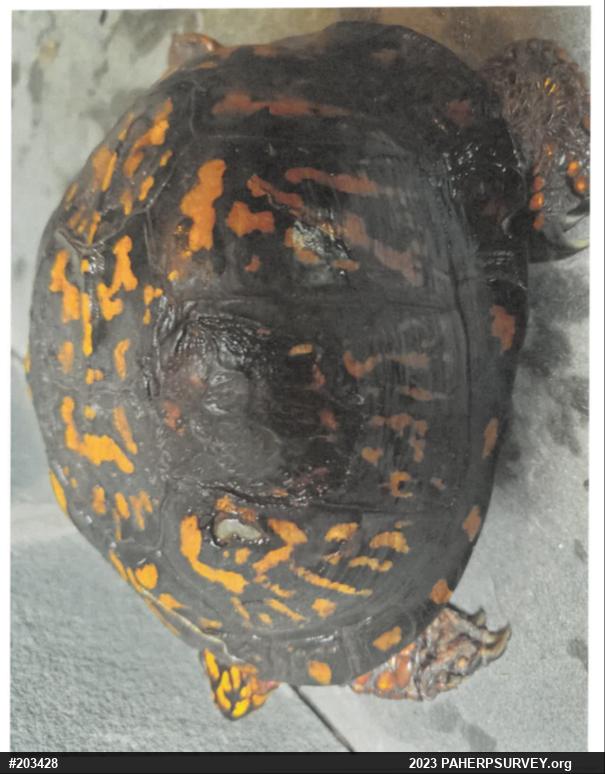 Eastern Box Turtle
