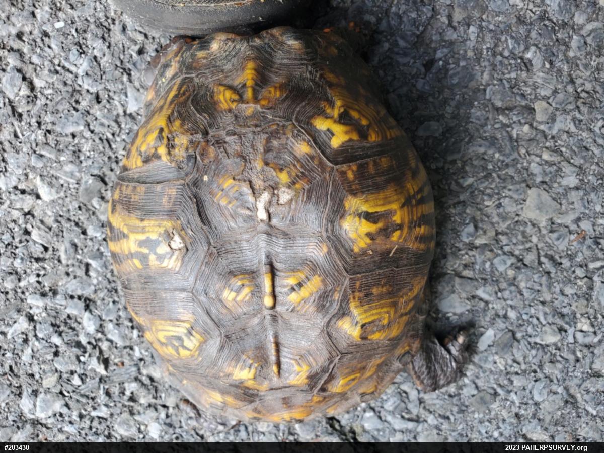 Eastern Box Turtle