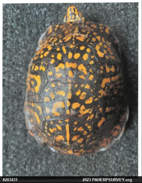 Eastern Box Turtle