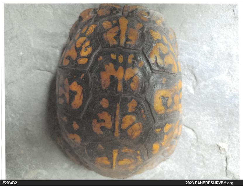 Eastern Box Turtle
