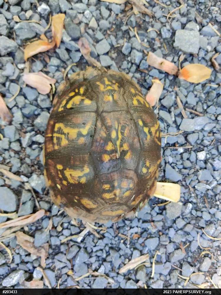 Eastern Box Turtle
