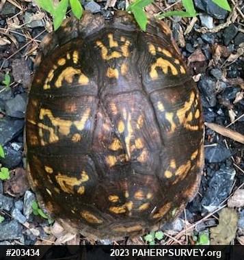 Eastern Box Turtle