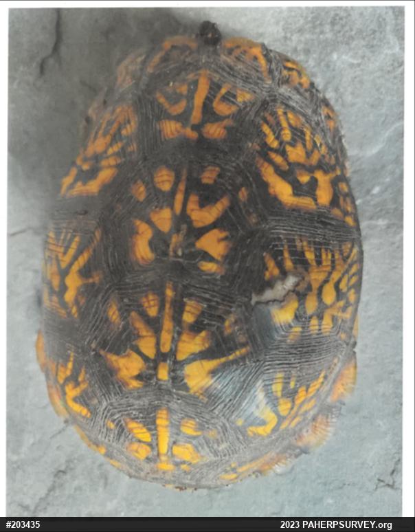 Eastern Box Turtle