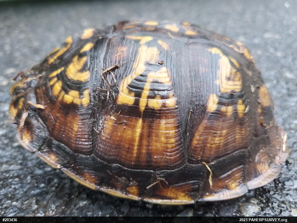 Eastern Box Turtle