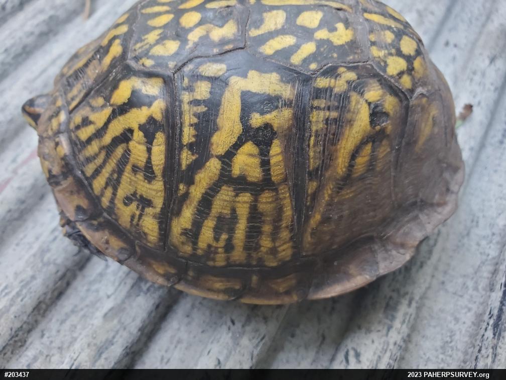 Eastern Box Turtle