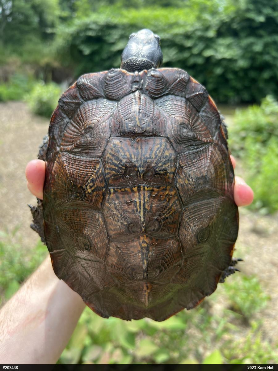 Wood Turtle