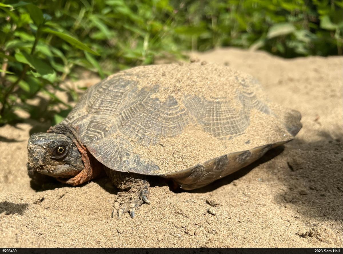 Wood Turtle