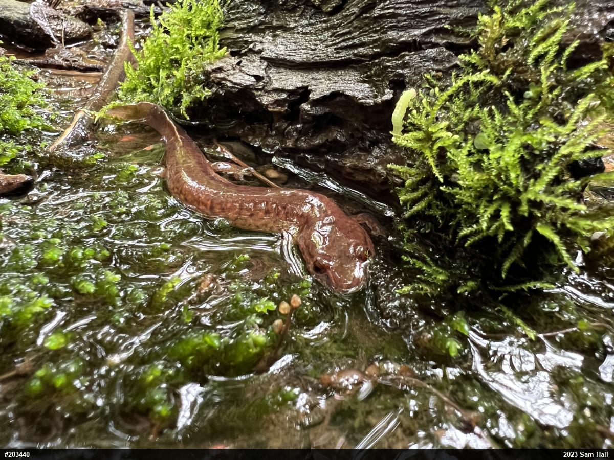 Northern Spring Salamander