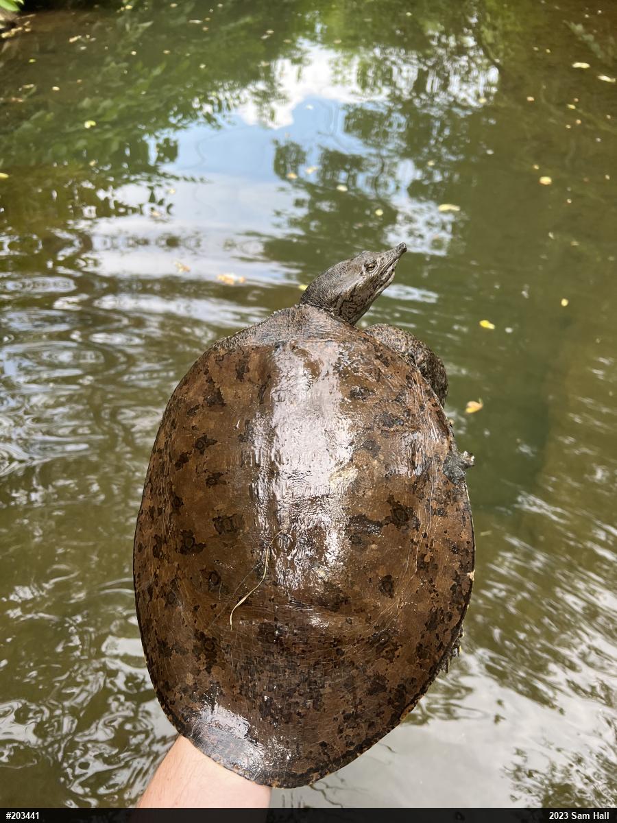 Eastern Spiny Softshell