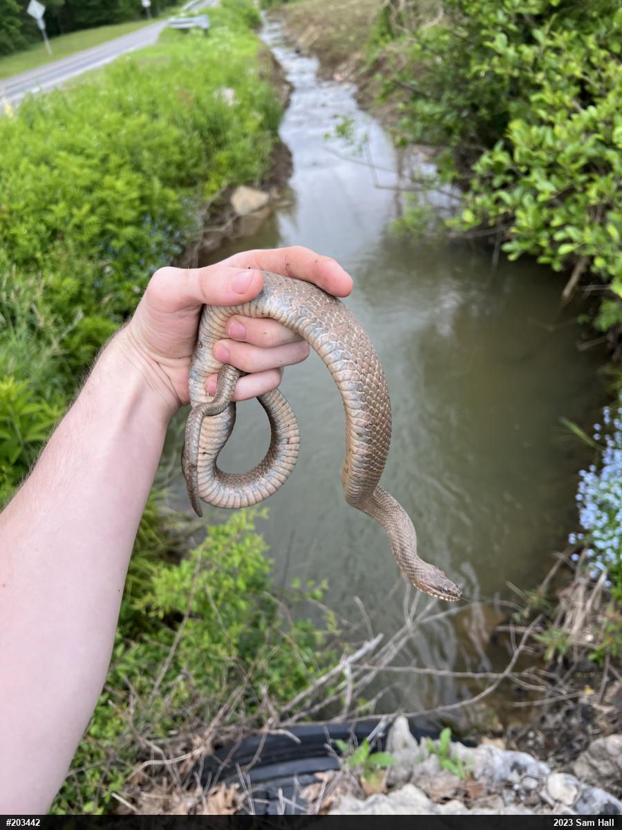 Northern Watersnake
