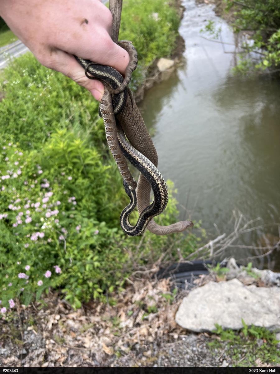 Eastern Gartersnake