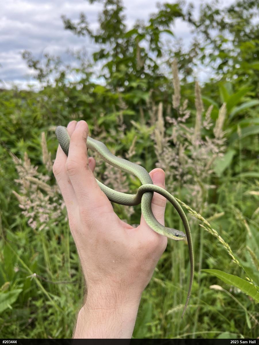 Smooth Greensnake
