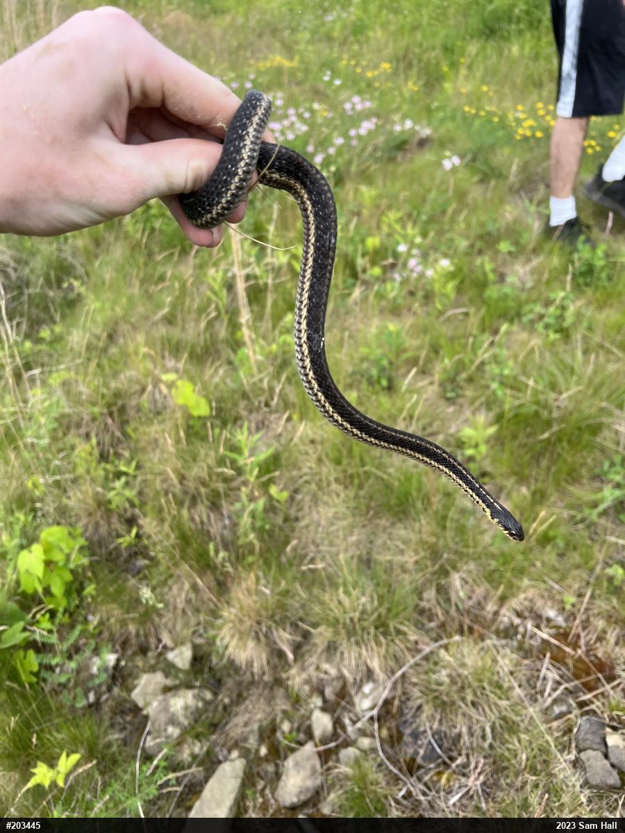 Eastern Gartersnake
