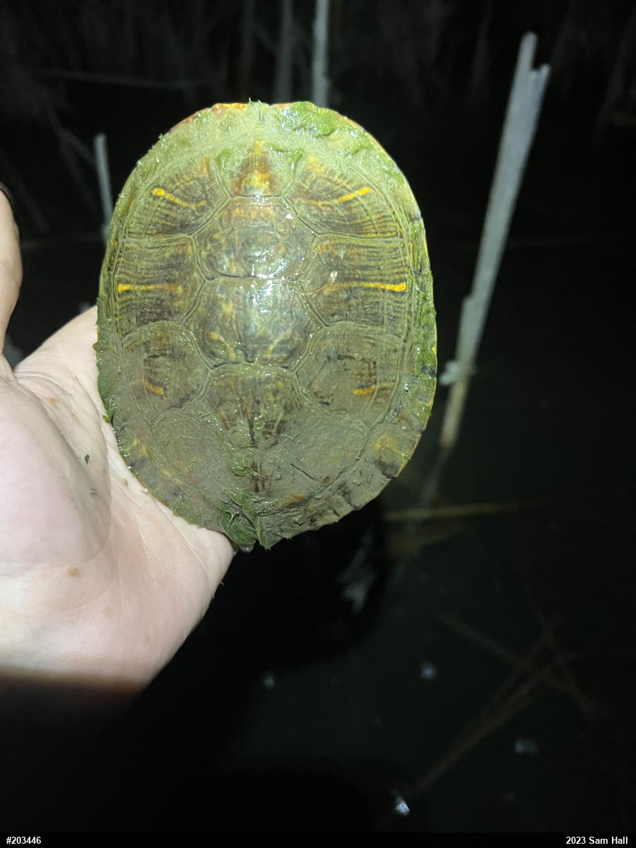 Red-eared Slider