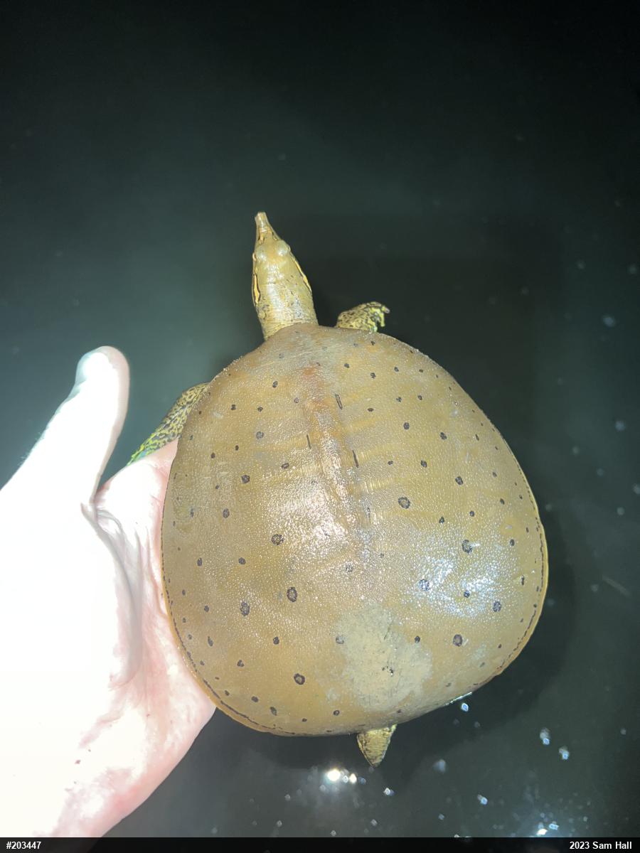 Eastern Spiny Softshell