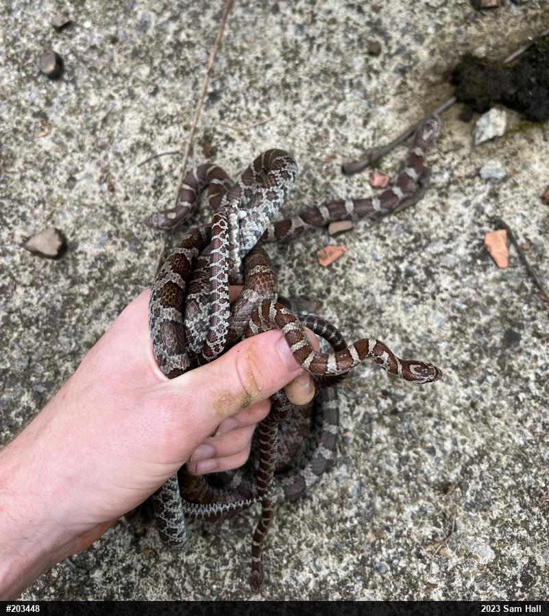 Eastern Milksnake