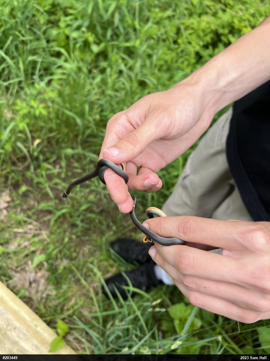 Northern Ring-necked Snake