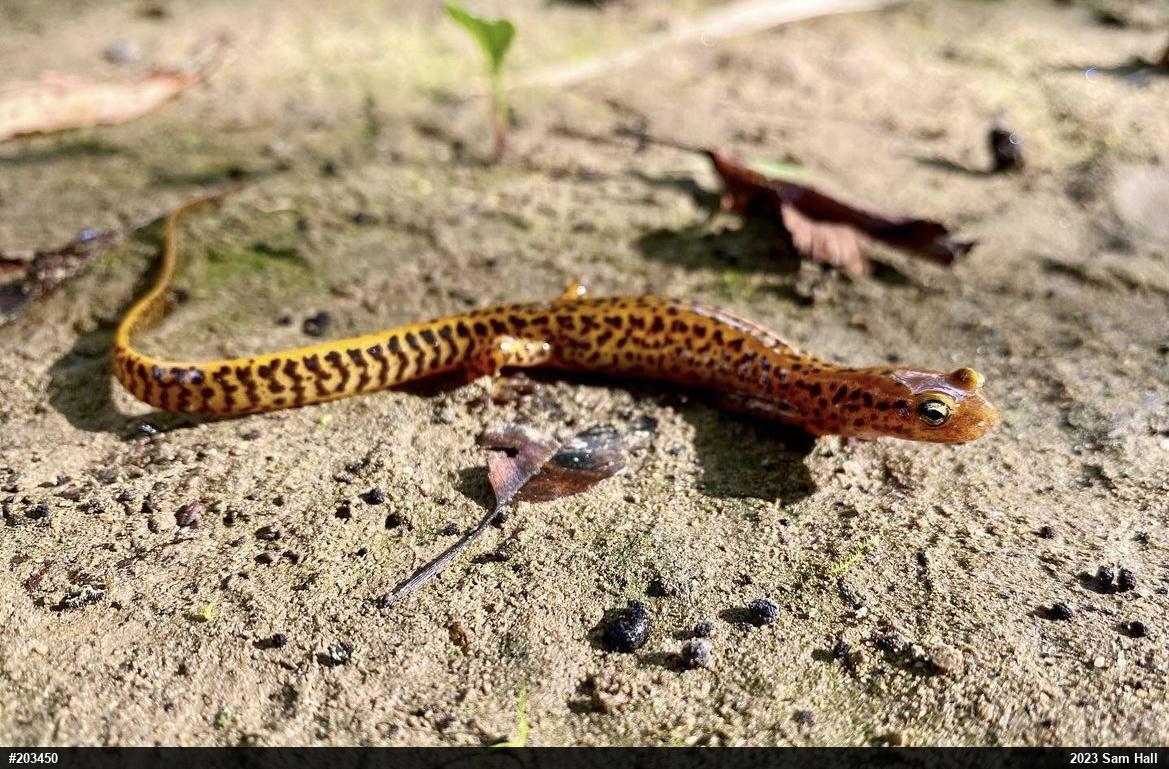 Eastern Long-tailed Salamander