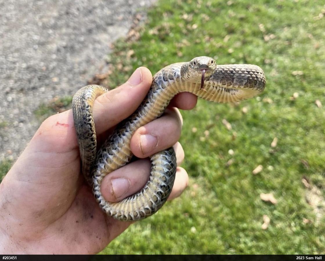 Northern Watersnake