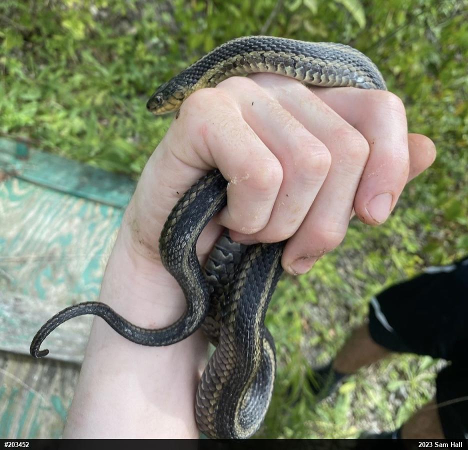 Eastern Gartersnake