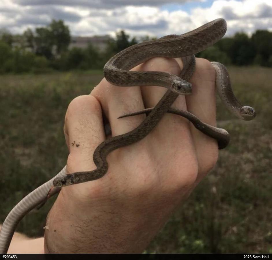Dekay's Brownsnake