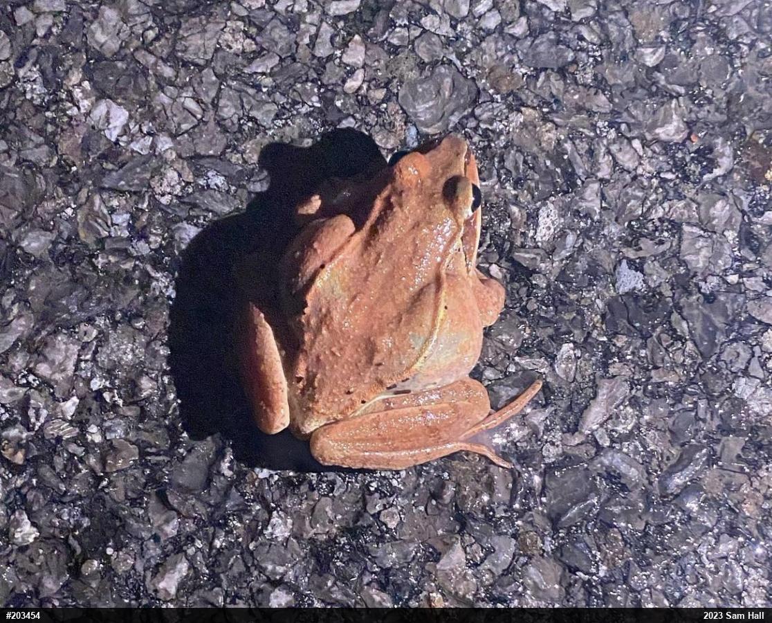Wood Frog
