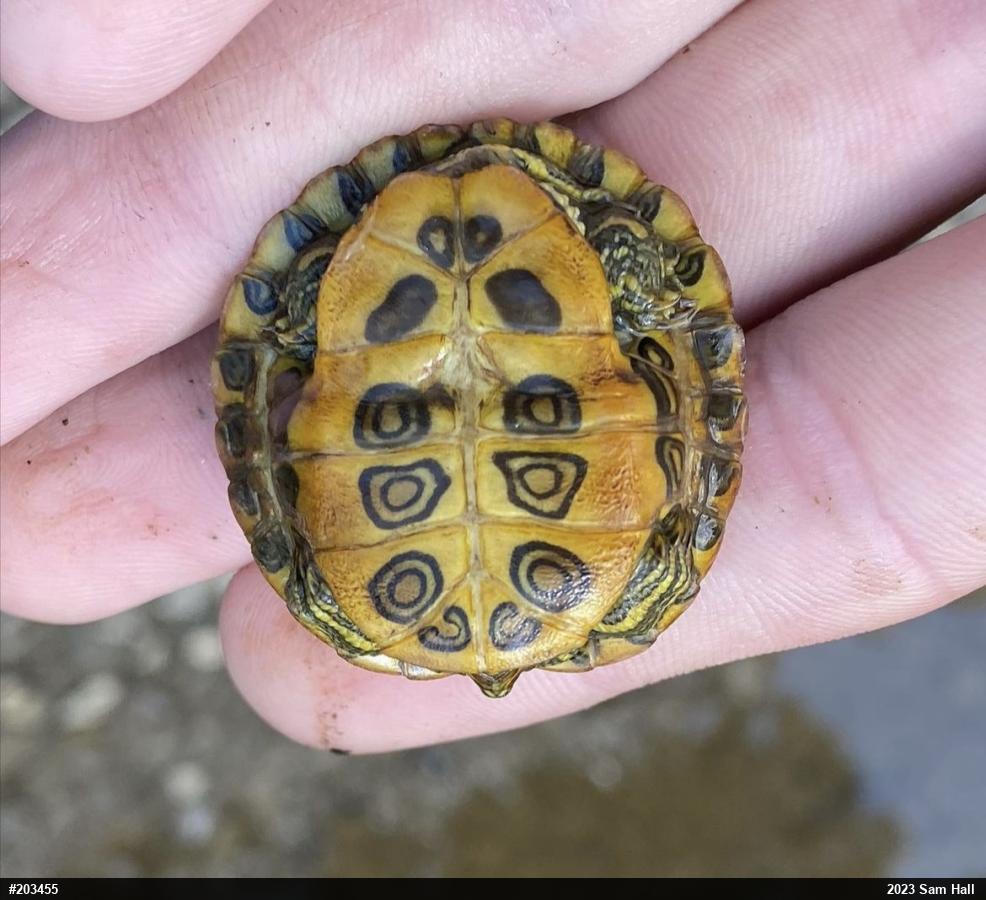 Red-eared Slider