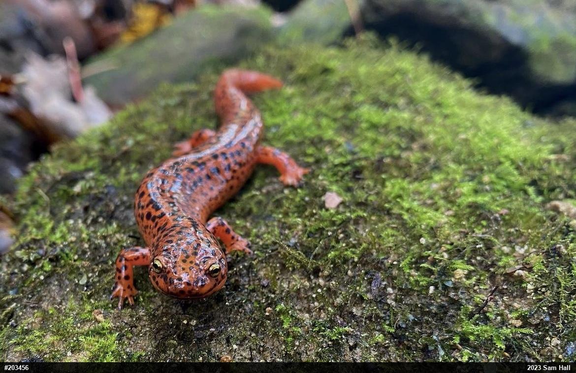 Northern Red Salamander