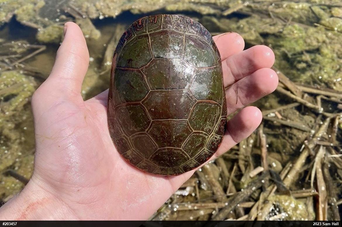 Midland Painted Turtle