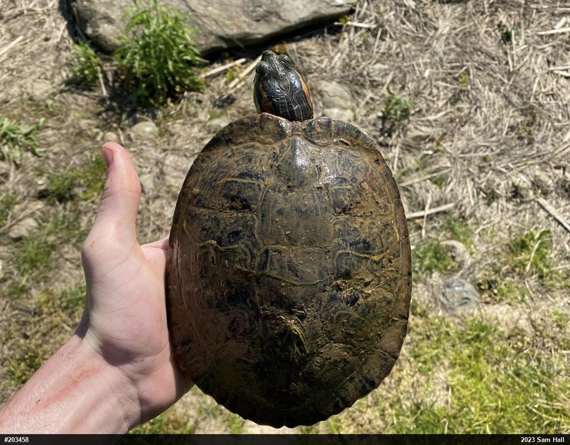 Red-eared Slider